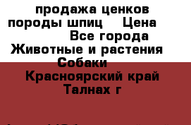 продажа ценков породы шпиц  › Цена ­ 35 000 - Все города Животные и растения » Собаки   . Красноярский край,Талнах г.